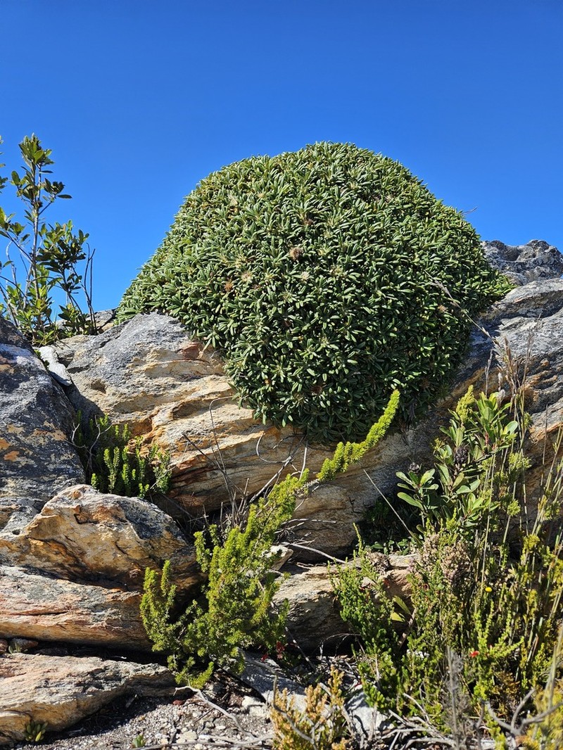 Oldenburgia paradoxa photo 6