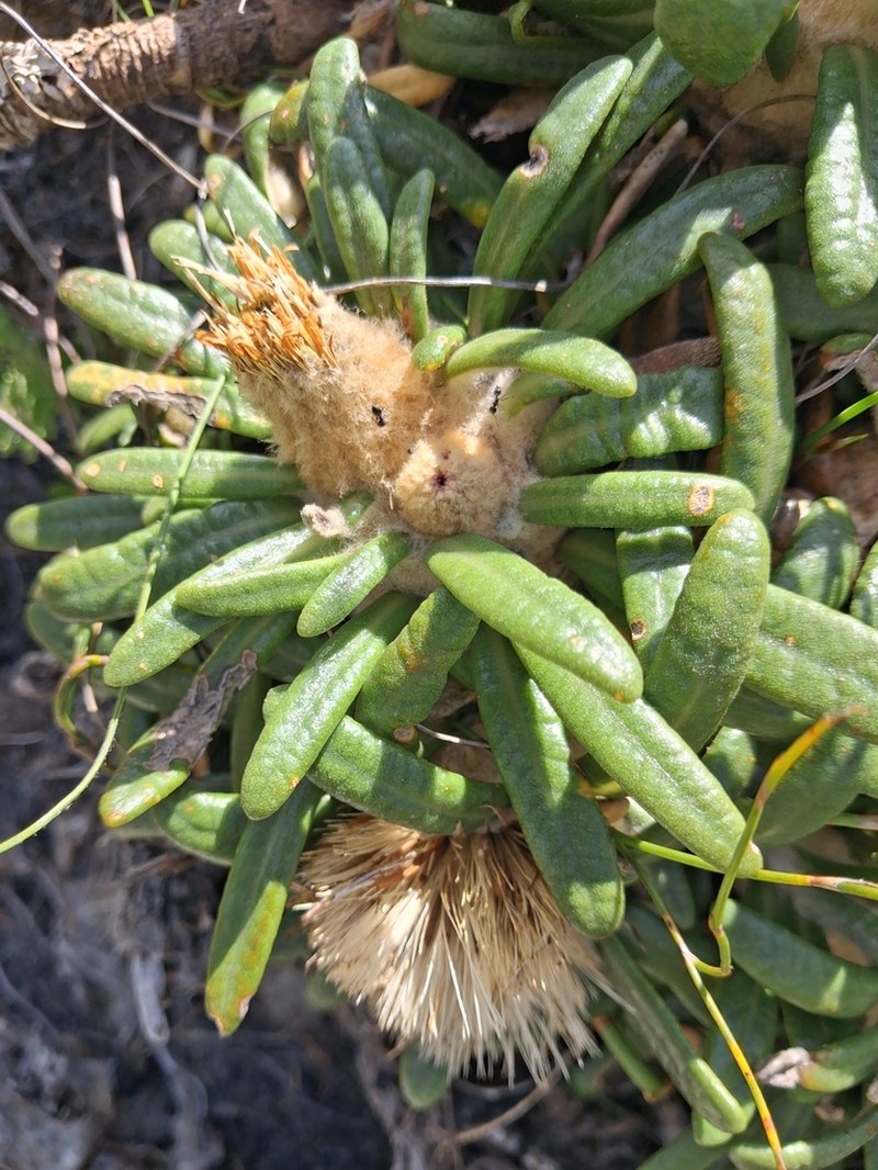 Oldenburgia paradoxa photo 7