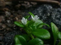 Oldenlandia biflora
