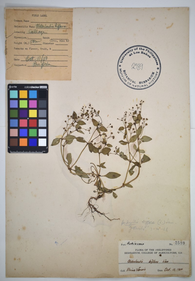 Oldenlandia biflora photo 2