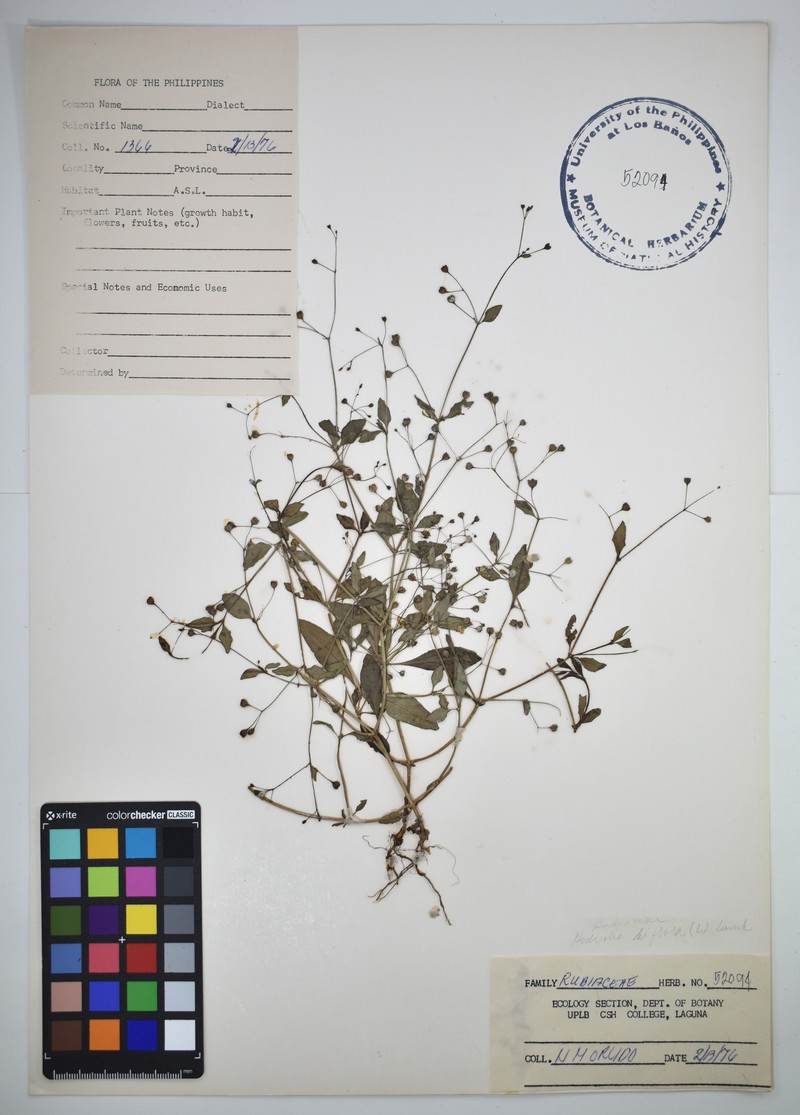 Oldenlandia biflora photo 3