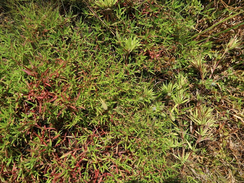 Bosc's Mille Graines photo 5