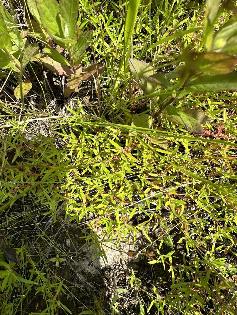 Bosc's Mille Graines photo 7
