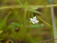 Oldenlandia herbacea