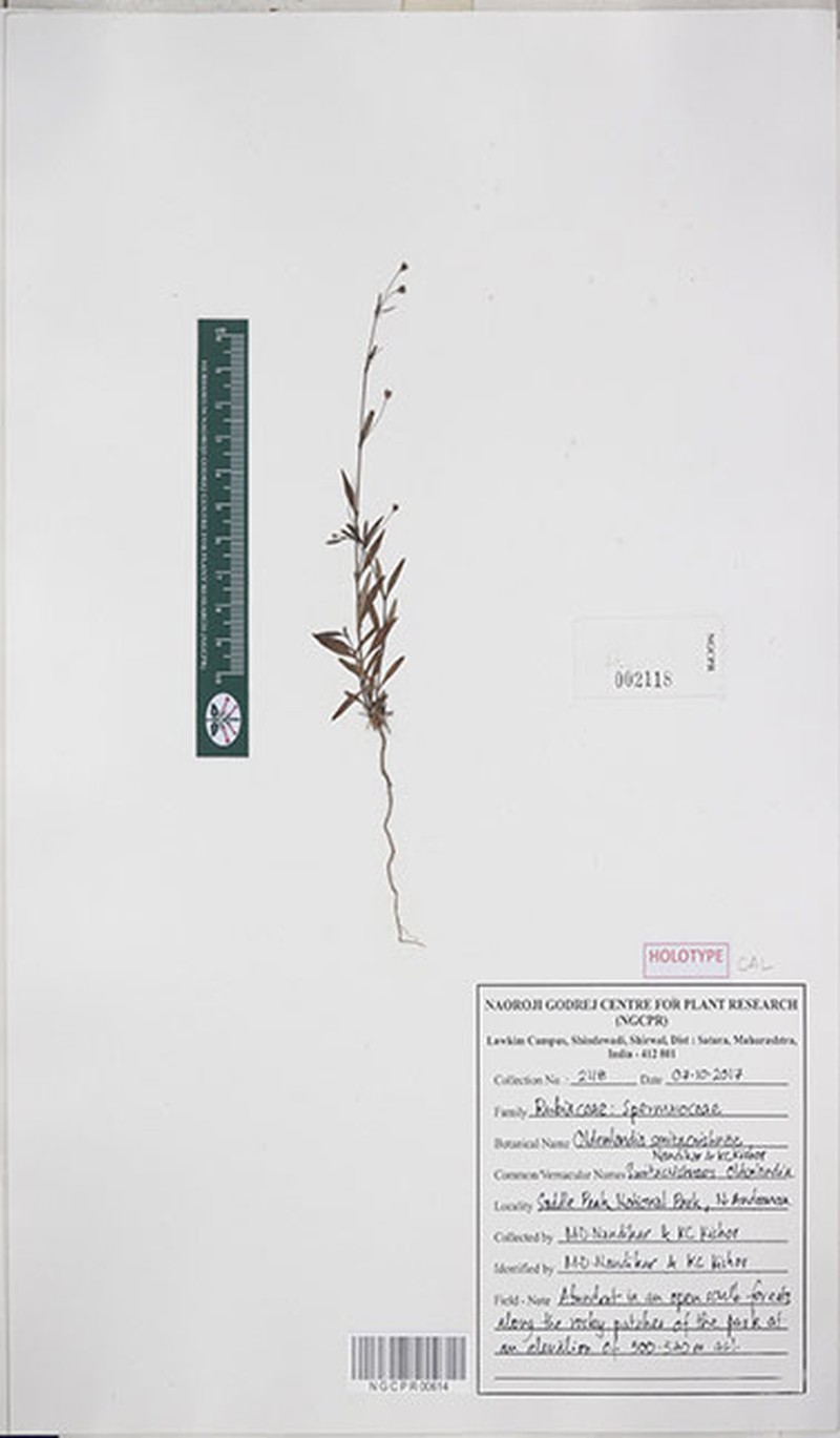 Oldenlandia smitacrishnae