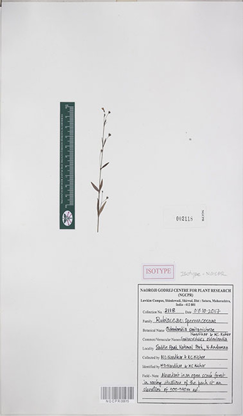 Oldenlandia smitacrishnae photo 2