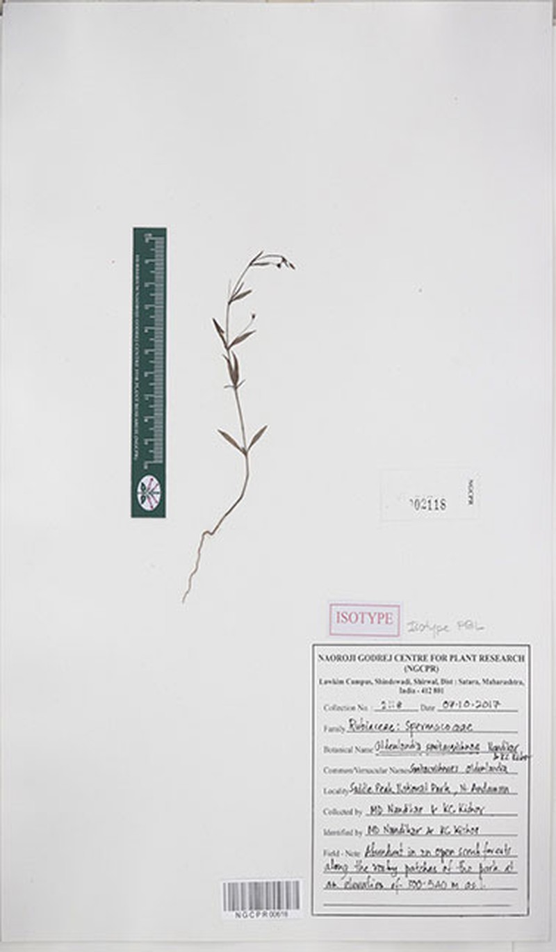 Oldenlandia smitacrishnae photo 3