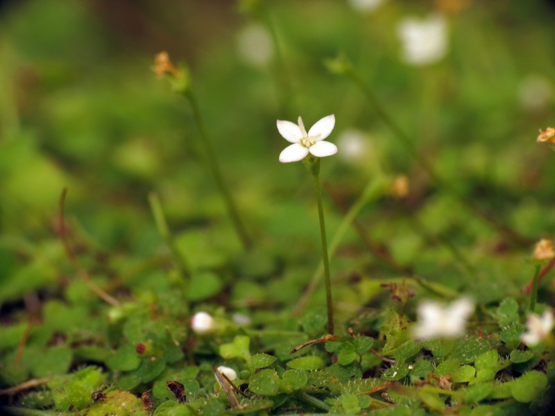 Creeping-Bluet photo 2