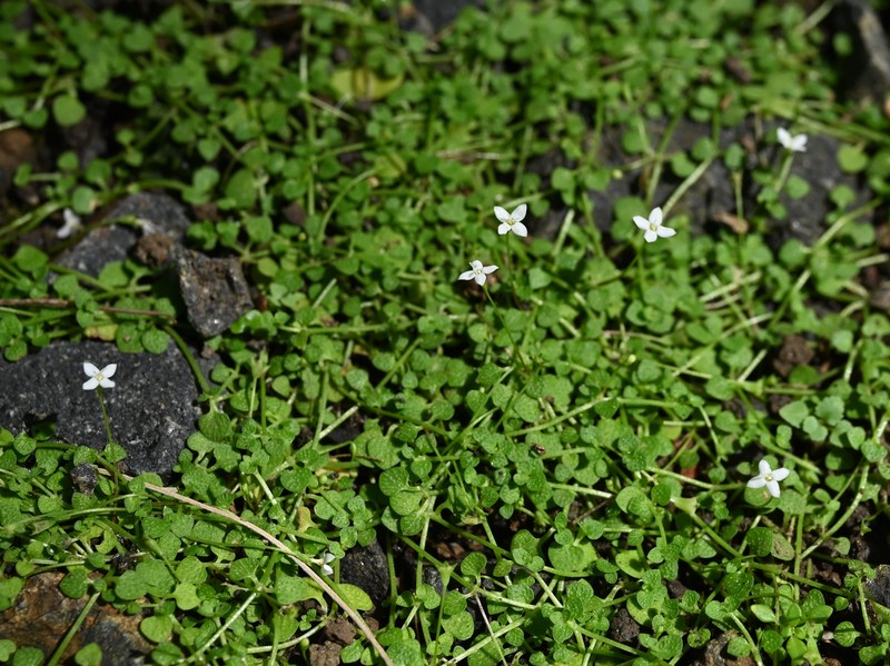 Creeping-Bluet photo 3