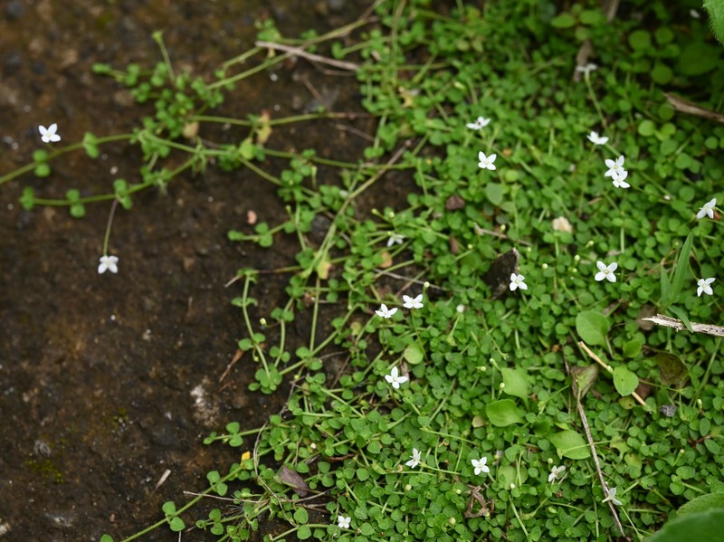 Creeping-Bluet photo 4