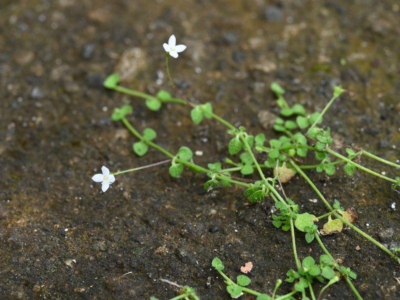 Creeping-Bluet photo 5