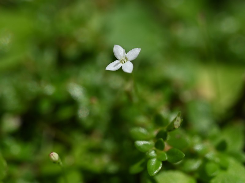 Creeping-Bluet photo 6