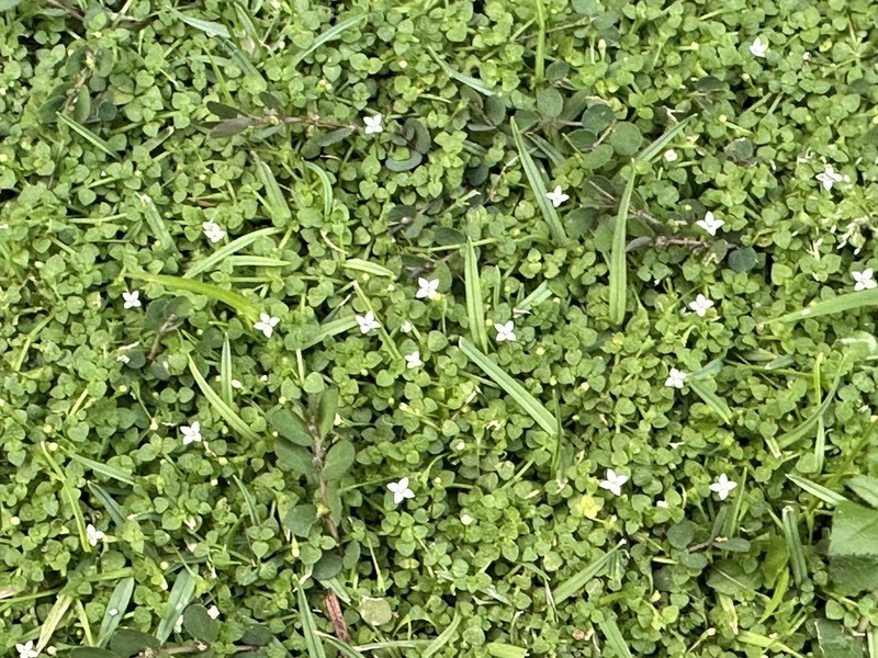 Creeping-Bluet photo 2