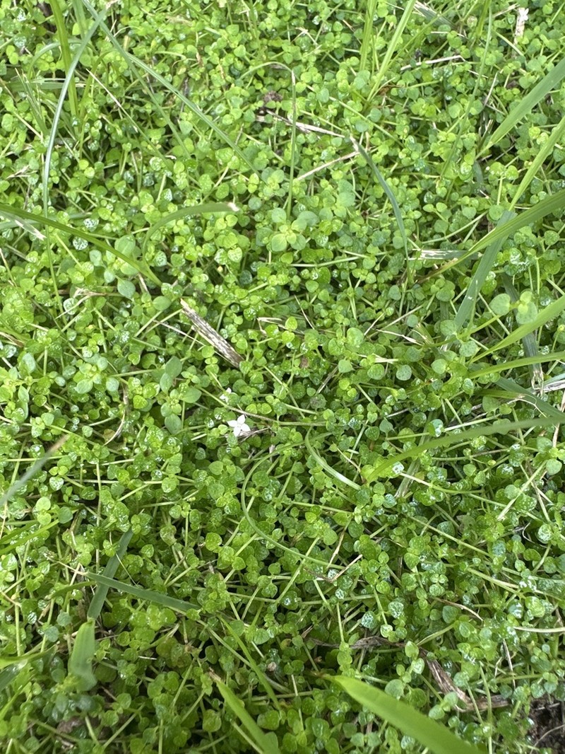 Creeping-Bluet photo 3