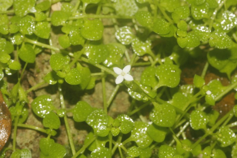Creeping-Bluet photo 4