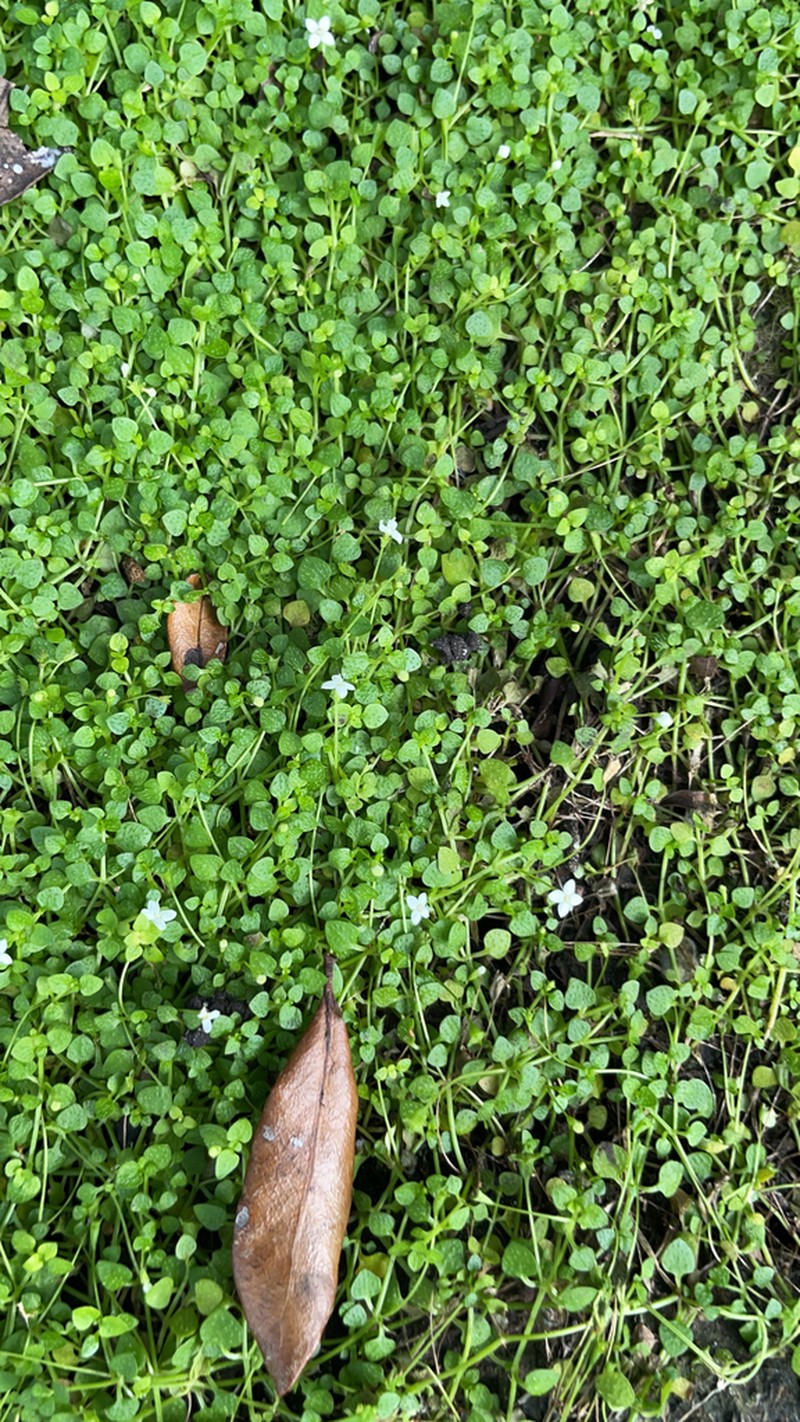 Creeping-Bluet photo 5