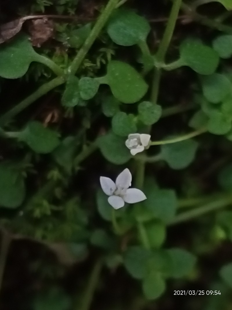 Creeping-Bluet photo 6