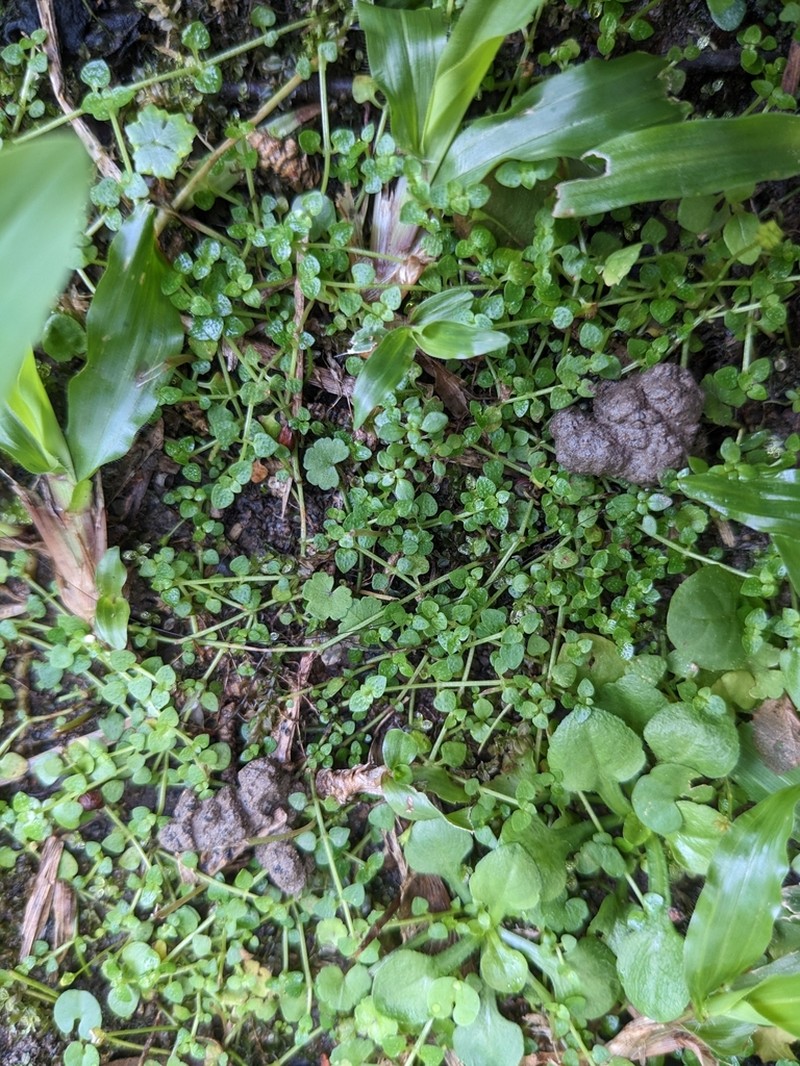 Creeping-Bluet photo 7