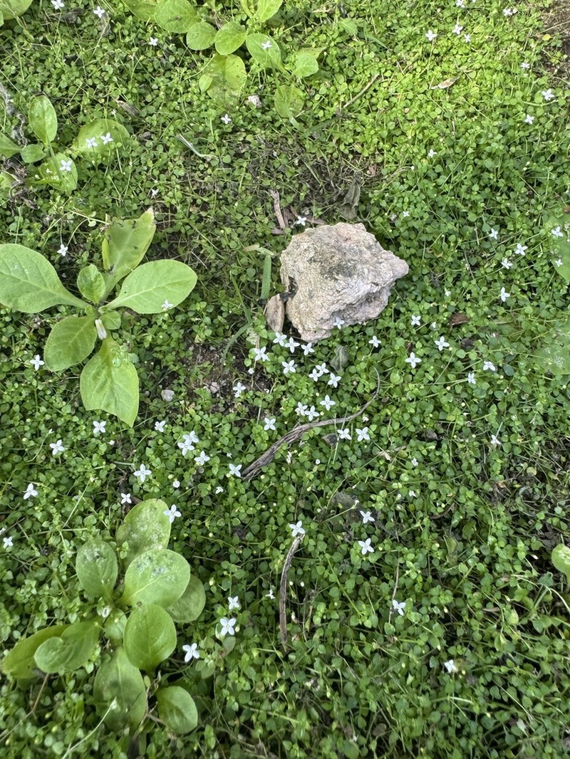 Creeping-Bluet photo 8