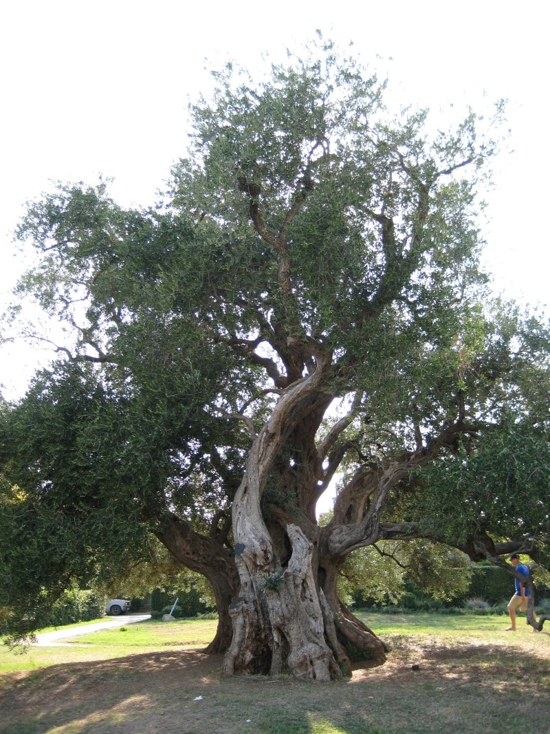 Olive photo 2