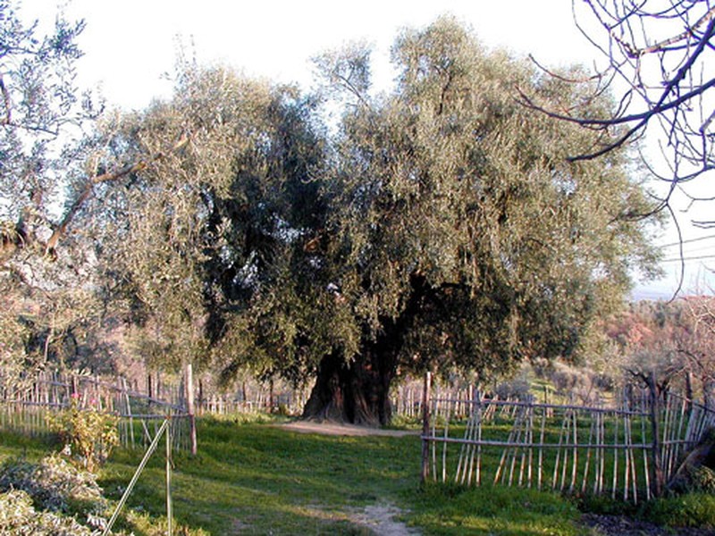 Olive photo 3