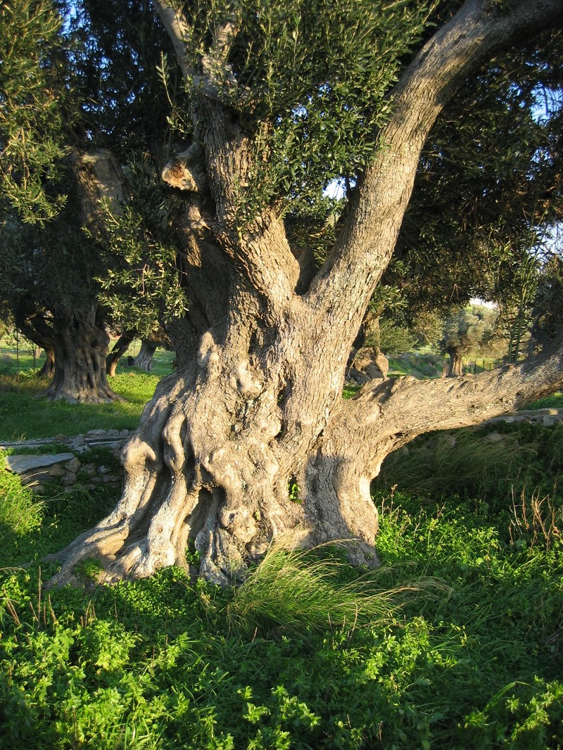 Olive photo 4