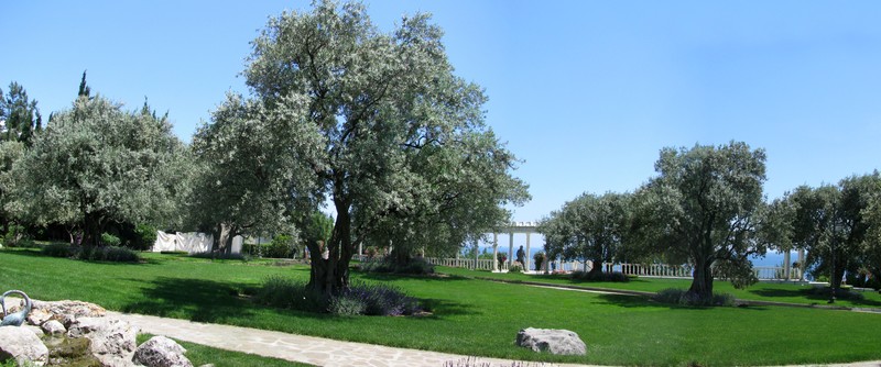 Olive photo 5