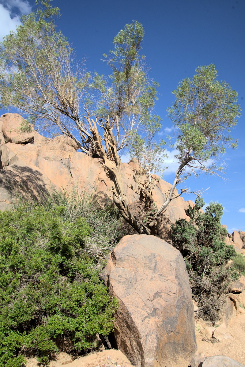Olive photo 7