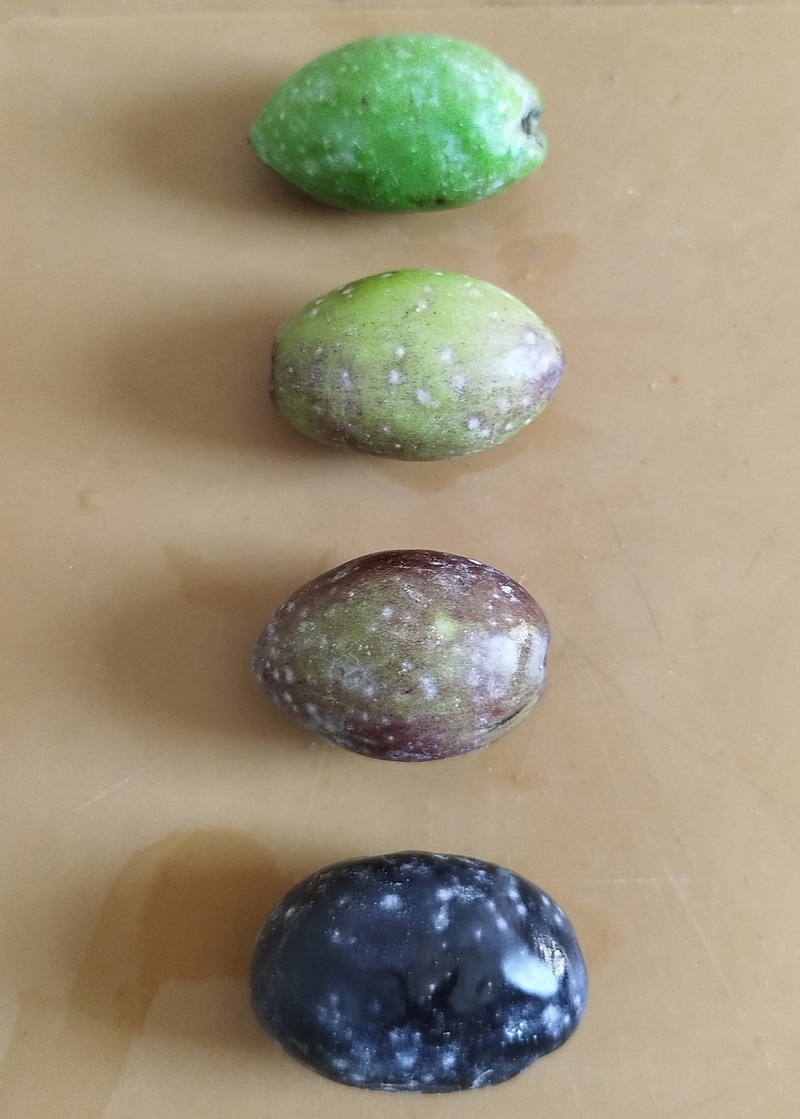 Olive photo 8