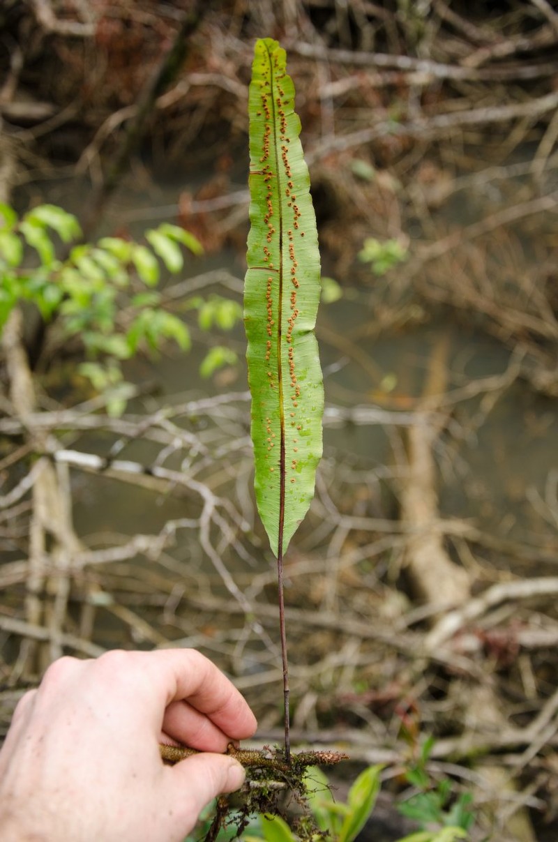 Oleandra annetii
