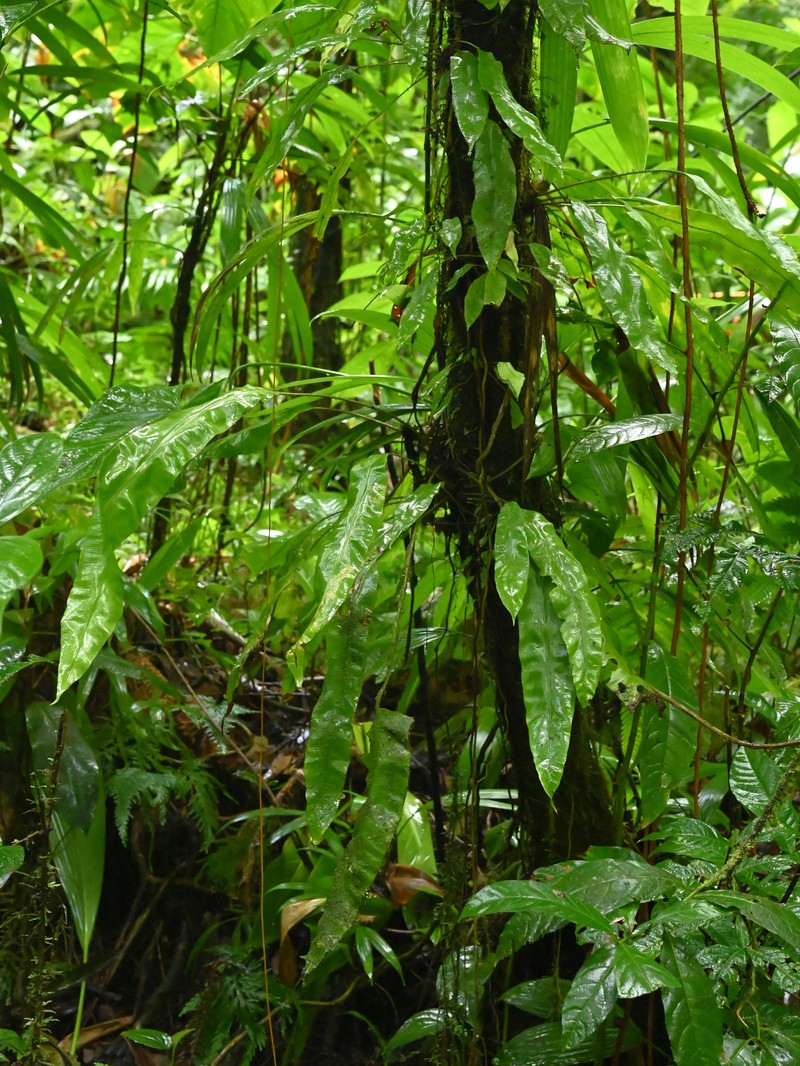 Oleander Fern photo 2