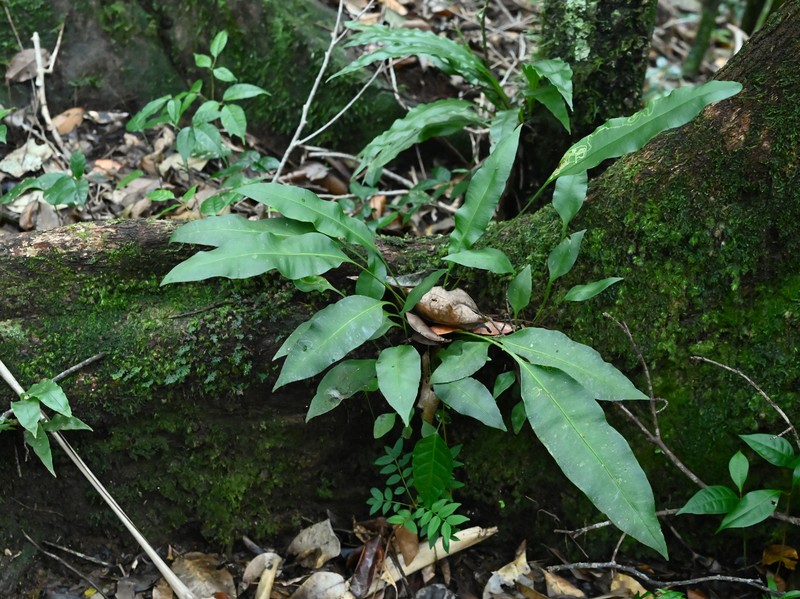 Oleander Fern photo 4