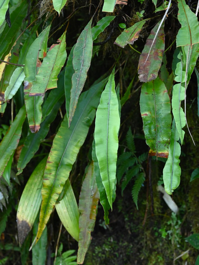 Oleander Fern photo 5