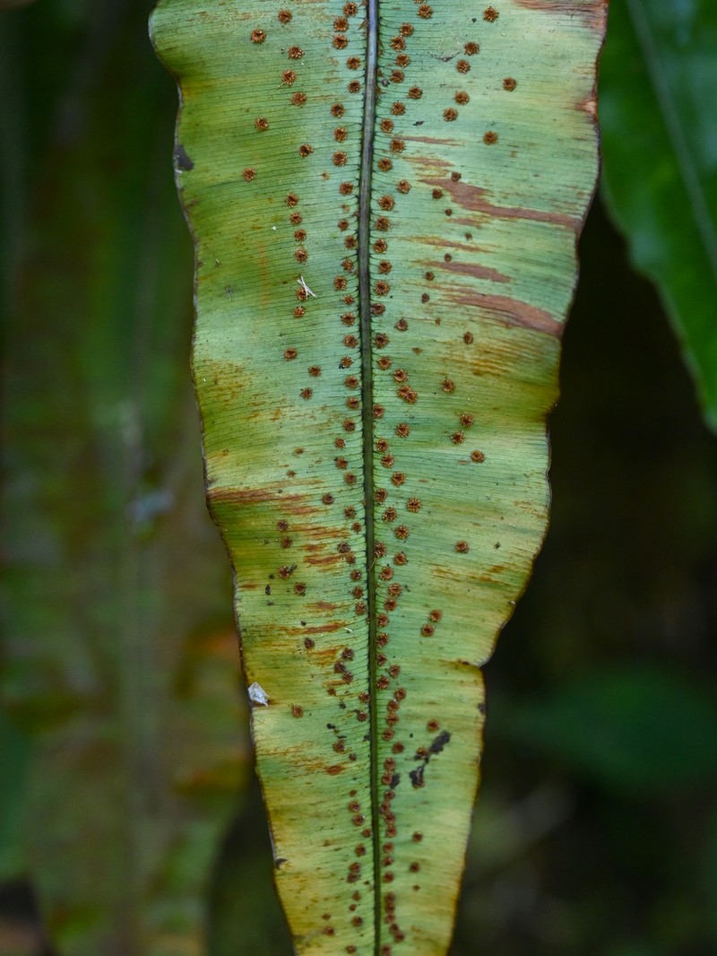 Oleander Fern photo 6