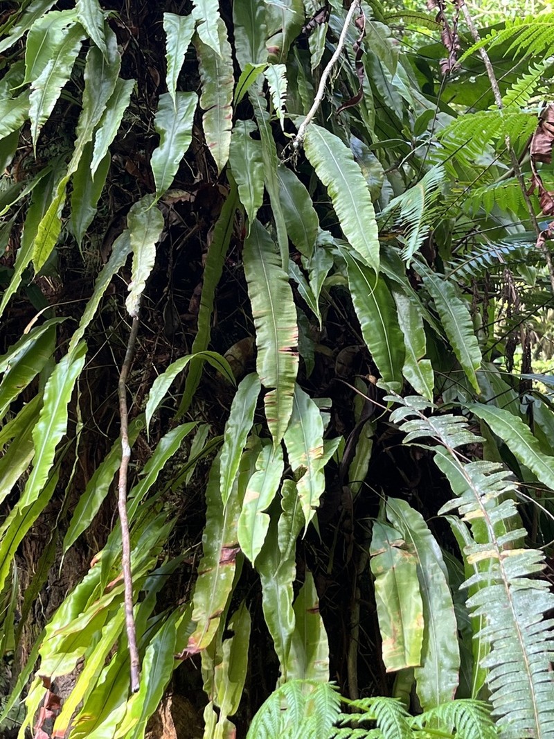 Oleander Fern