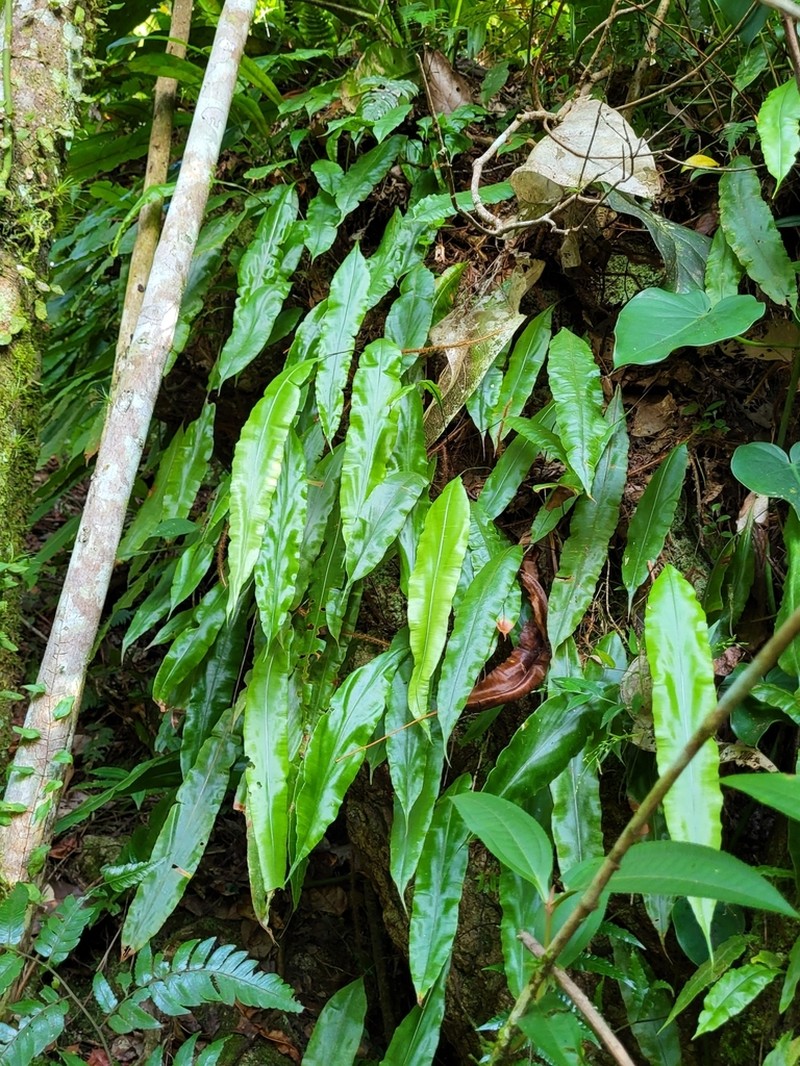 Oleander Fern photo 2