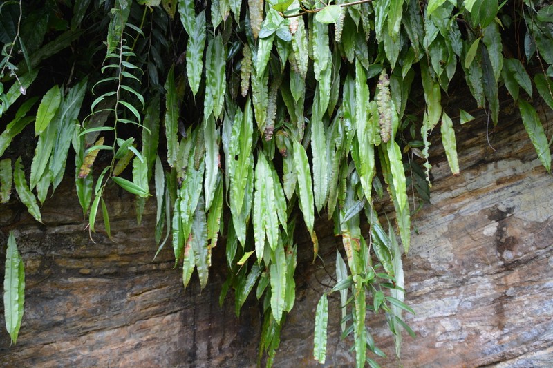 Oleander Fern photo 3