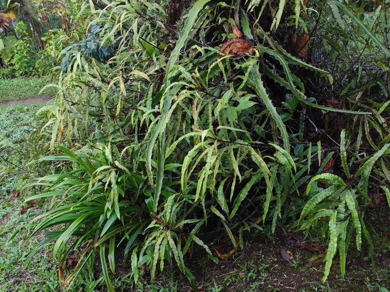 Oleander Fern photo 4