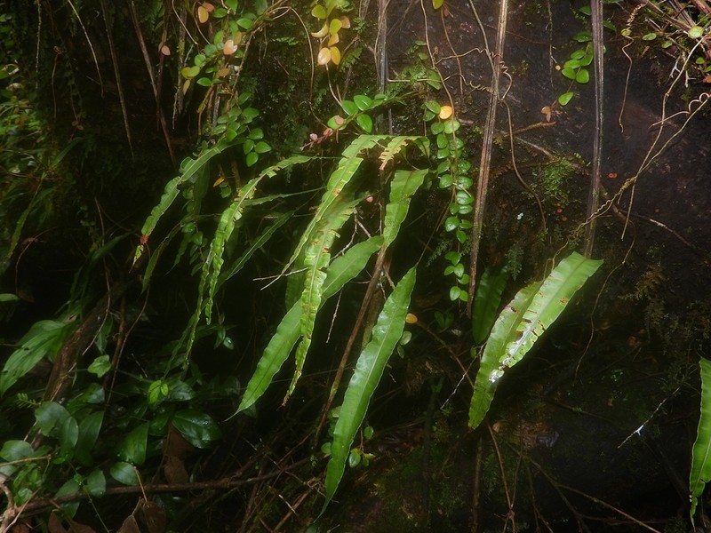 Oleander Fern photo 5