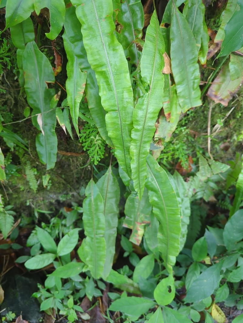 Oleander Fern photo 6