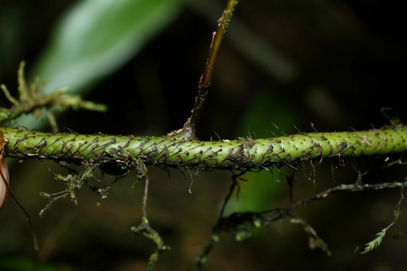 Oleander Fern photo 8