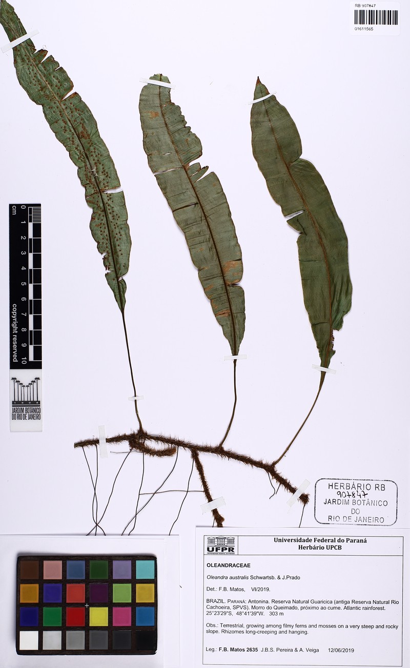 Oleandra australis