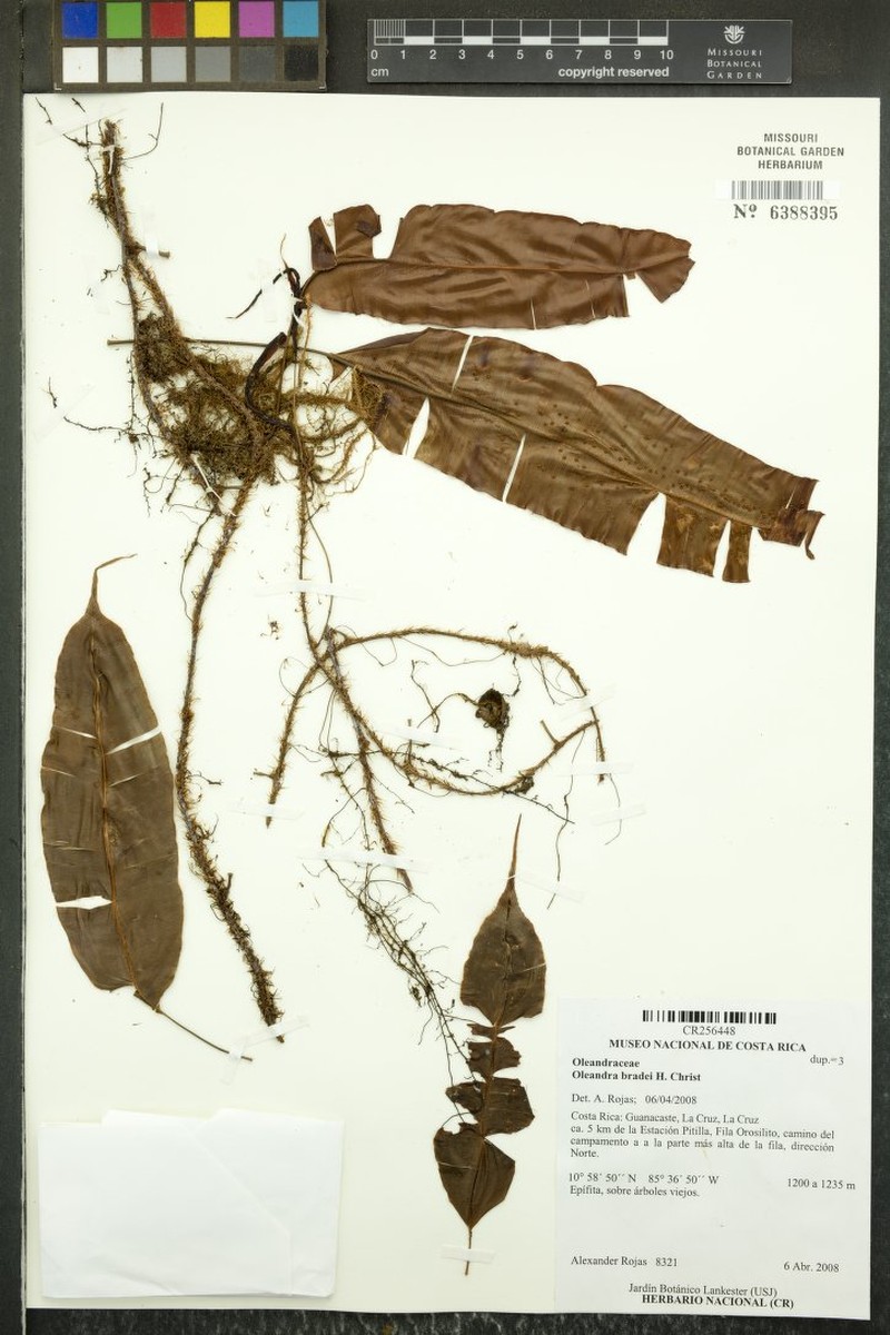 Oleandra bradei photo 2