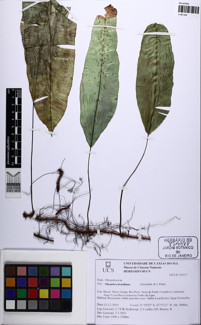 Oleandra brasiliana