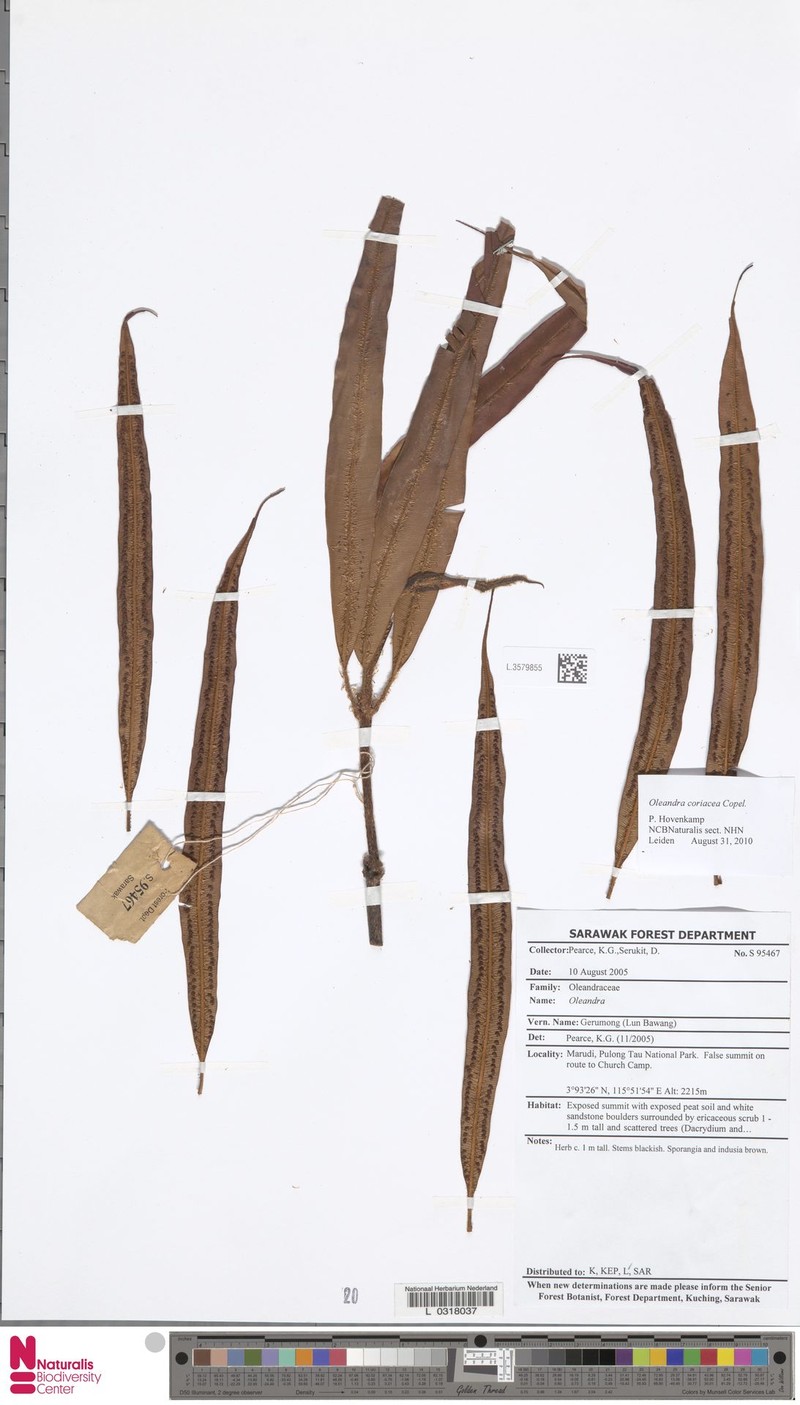Oleandra coriacea