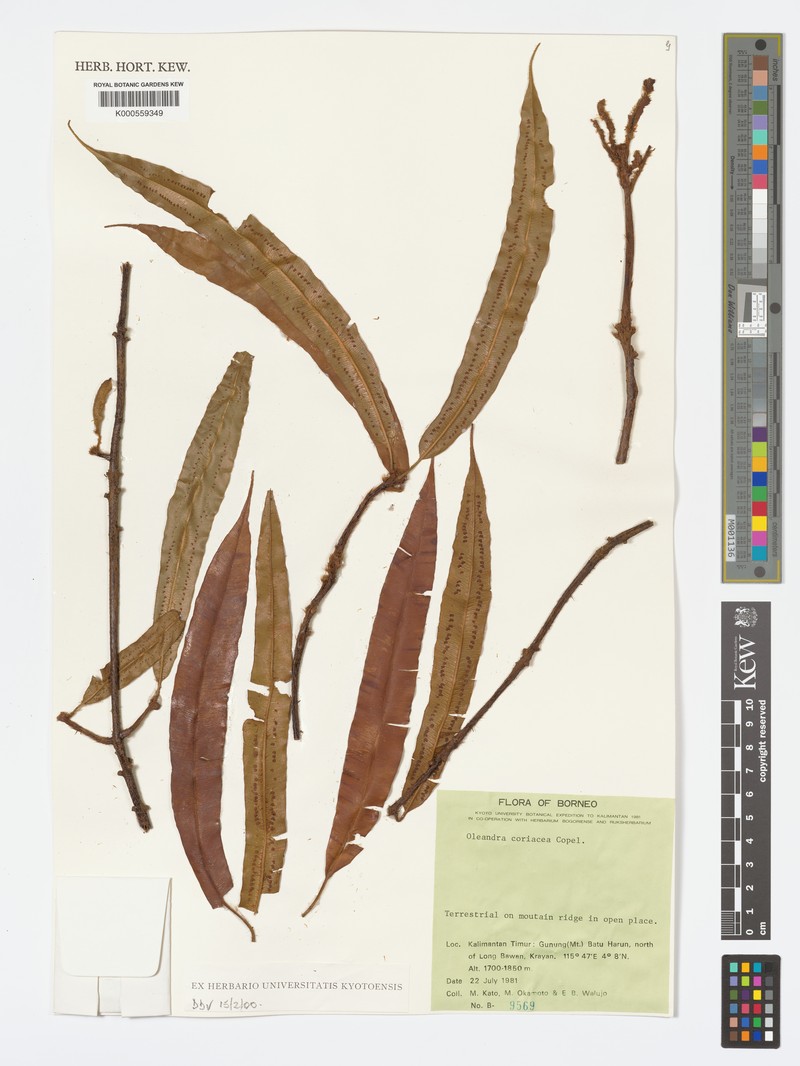 Oleandra coriacea photo 4