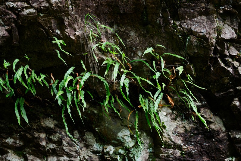 Oleandra cumingii photo 5