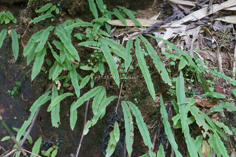 Oleandra cumingii photo 6