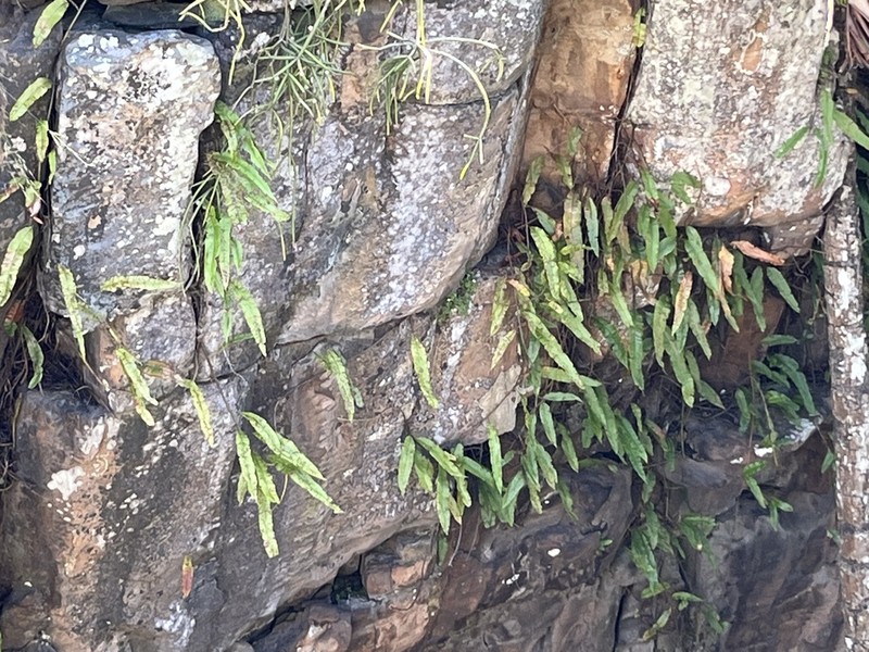 Oleandra distenta