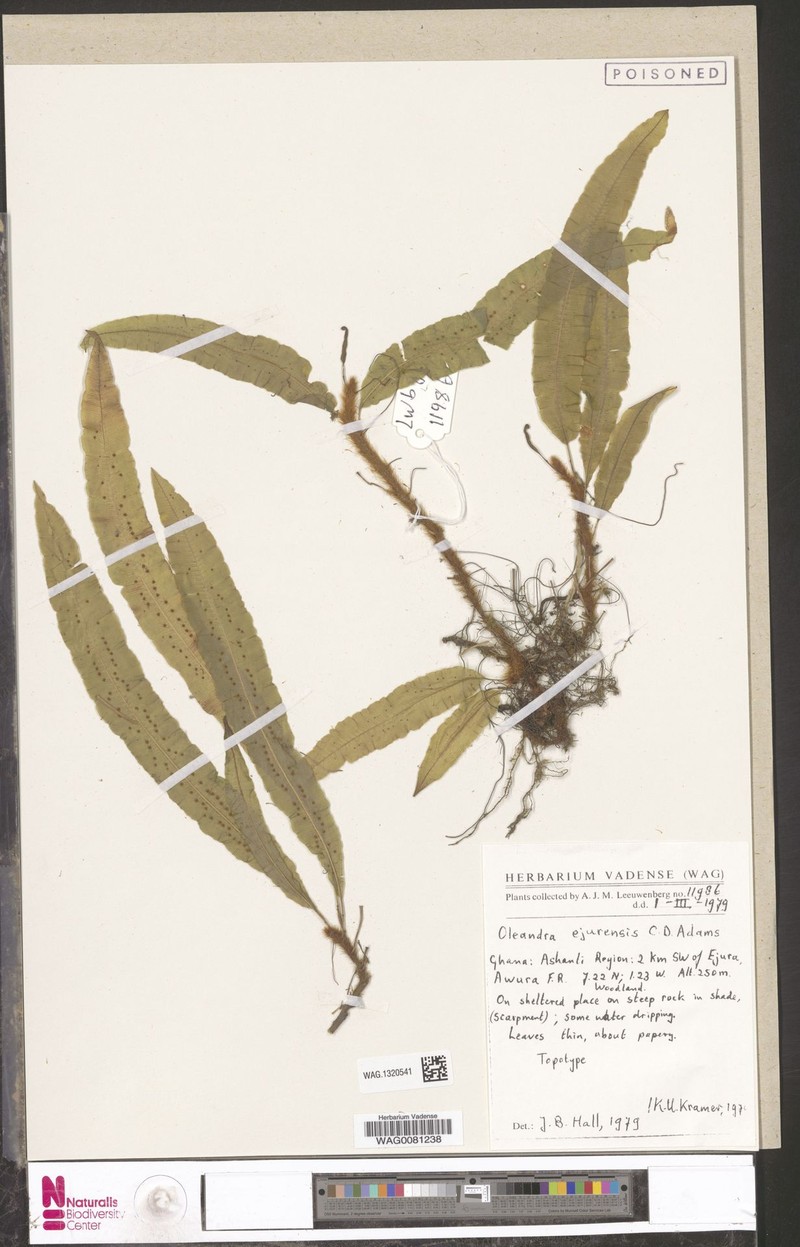Oleandra ejurana